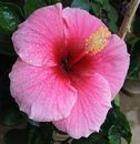 Hibiscus Value Package